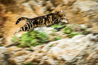 Cómo hacer un Barrido (Panning)