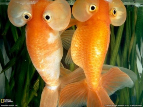 beautiful Bubble Eye Goldfish