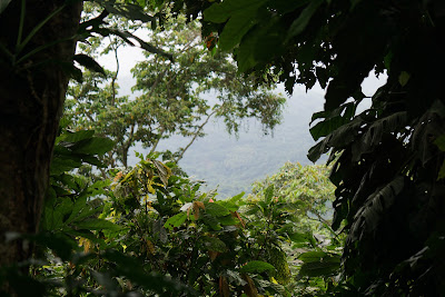 Finca San Rafael: Dans la plantation