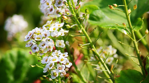 5 Most Beautiful and Fragrant Plants and Flowers to Elevate Your Garden.