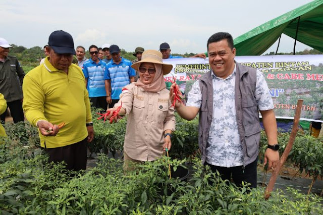 Sekda Bintan Bersama Dua Kelompok Tani Panen Cabai, Kacang Panjang dan Timun