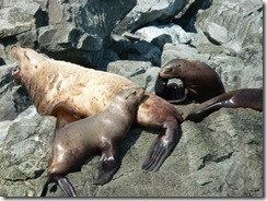 Harbour Seals in Prince William Sound