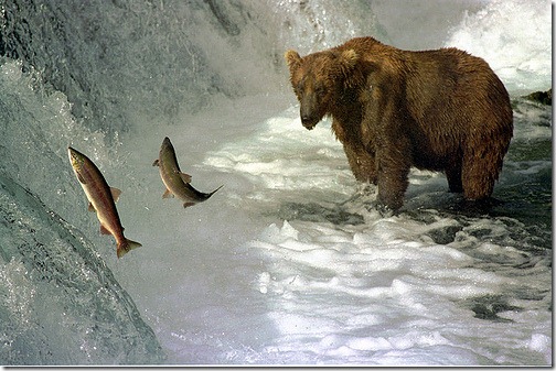 salmon