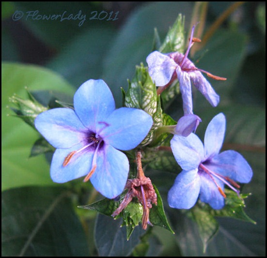 12-29-blue-sage3