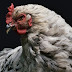 Teknik Membuat Kandang Ayam yang Ramah Lingkungan
