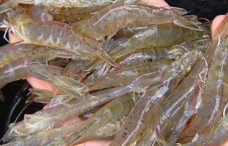 Udang Vannamei 