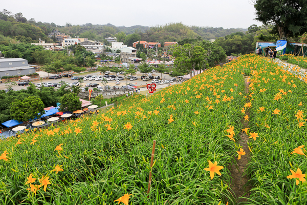 彰化花壇三級古蹟虎山巖(虎山岩)金針花海盛開，免費參觀拍美照