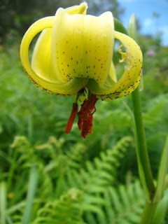 Lilium pyrenaicum