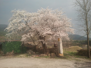 Paysage coréen au printemps - 한국 봄 경치