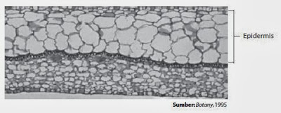 Jaringan epidermis tersusun atas sel-sel yang rapat pada tanaman karet