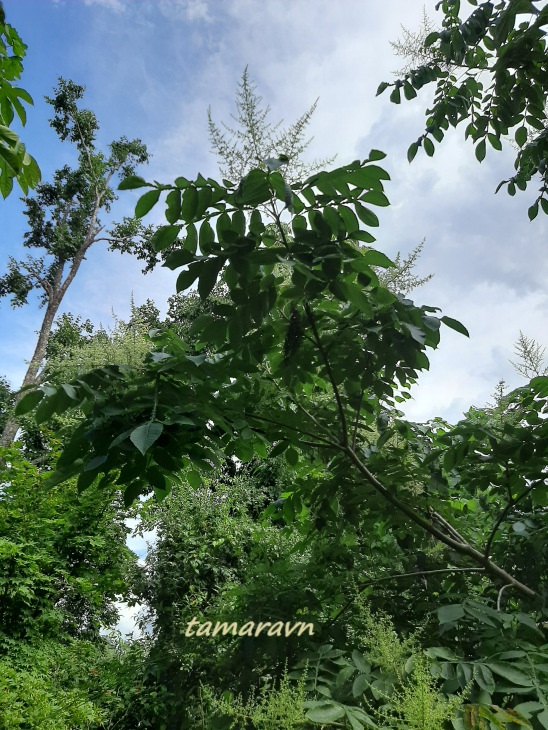 Сумах китайский (Rhus chinensis)