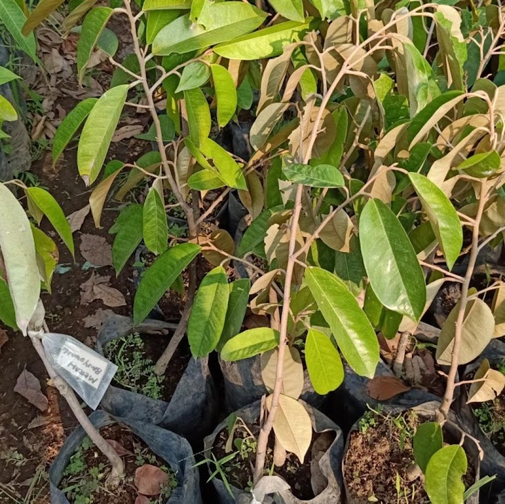 tabulampot bibit durian merah Kubu