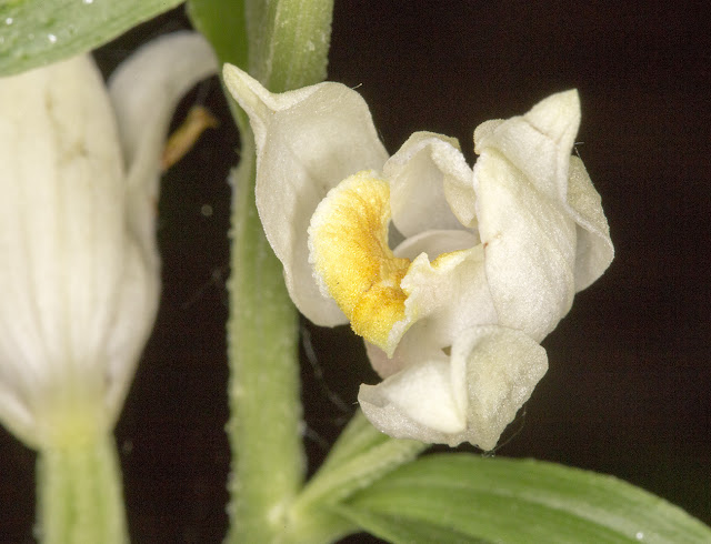 White Helleborine, Cephalanthera damasonium.  Flower showing yellow throat.  Downe Bank, 11 June 2015.