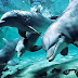 Dolphins have "names"