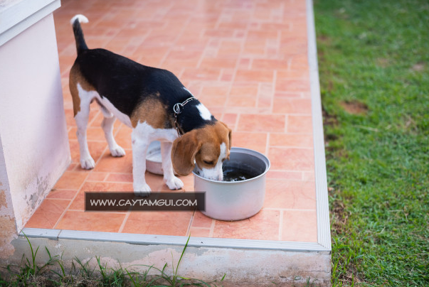 Thức ăn cho chó và những điều cần biết