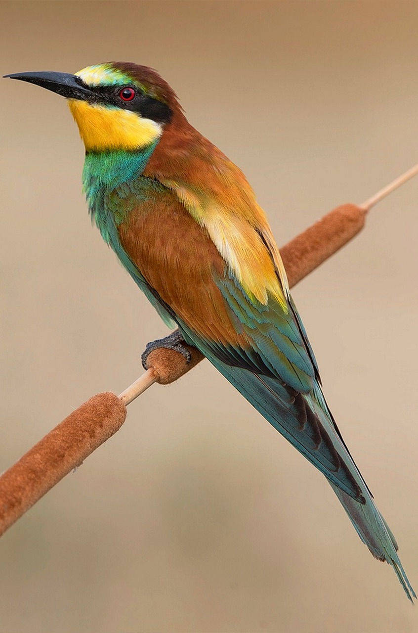 Beautiful bee-eater.