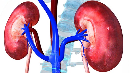 Cara Mudah Menjaga Kesehatan Organ Ginjal informasiajib