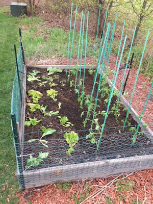 April 21, 2018: sixteen tomato starts moved to the south square foot garden