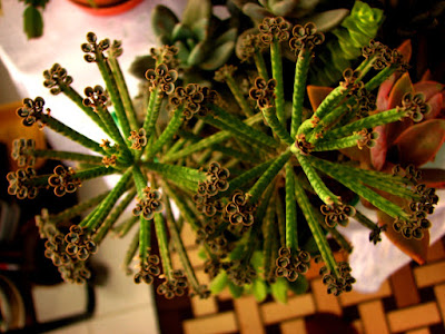 Kalanchoe delagoensis - Chandelier plant care and culture