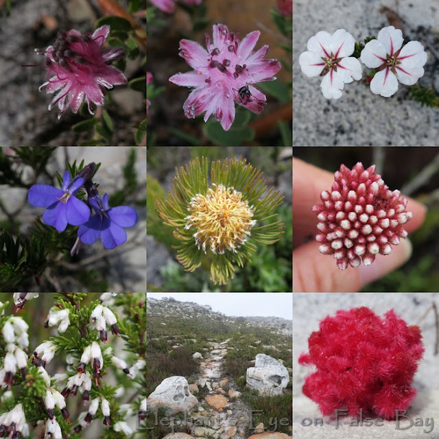 Cape Point flowers Olifantsbos in August