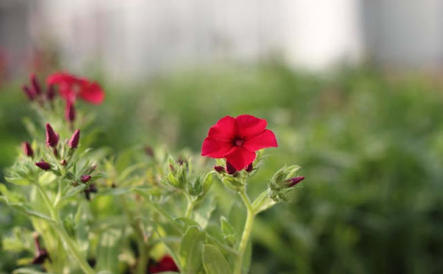 Phlox Flowers Pictures