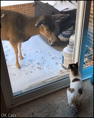 Funny Cat GIF • When a curious cat meets a deer for the first time [ok-cats.com]