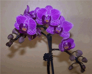 Как размножать орхидею фаленопсис 6