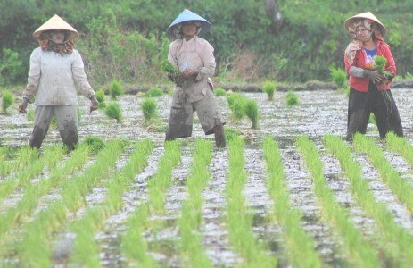 Sawah untuk menanam padi dan menghasilkan beras