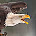 The Amazing Look Of Real Eagle Brings Out A WOW