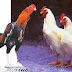 Antara ayam Kampung dan ayam negri/broiler