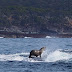 Seal Surfing On A Whale