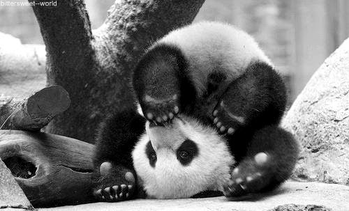 Gambar Dan Foto Lucu Panda Serta Asal Usul Panda