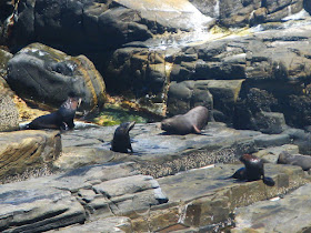 Watch the seals play and bash in the sun on the Admirals Arch Walk