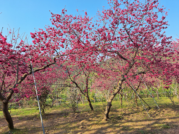 嘉義番路半天岩紫雲寺半天岩櫻花園區，壺豆花賞櫻園區免費參觀