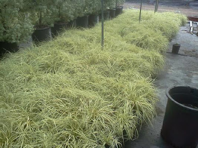 Japanese Variegated Sedge