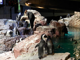 visite du New England Aquarium Boston