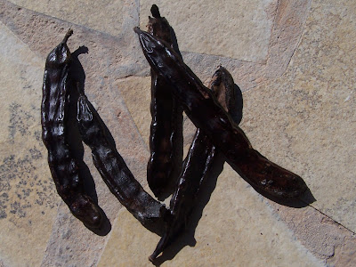  produce large seed pods which turn from green to brown when they mature