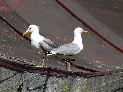 Seagulls, roof of the Fish Market, Livorno