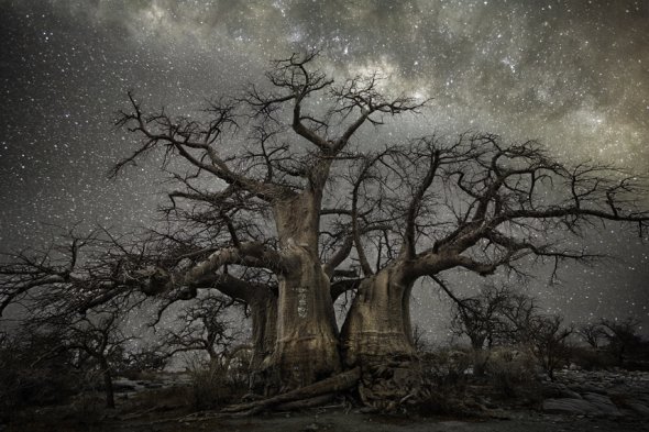 Beth Moon fotografia natureza diamond nights árvores céu noturno estrelas