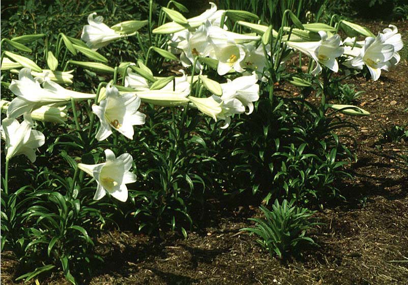 types of flowers grown in greenhouses Easter Lilies Perennial | 802 x 560