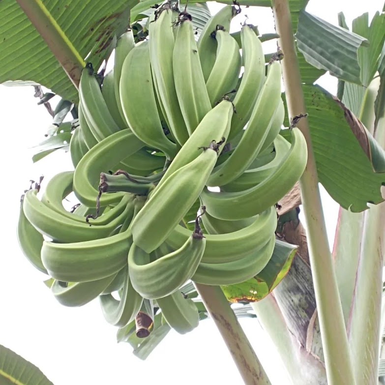 pisang tanduk jakarta