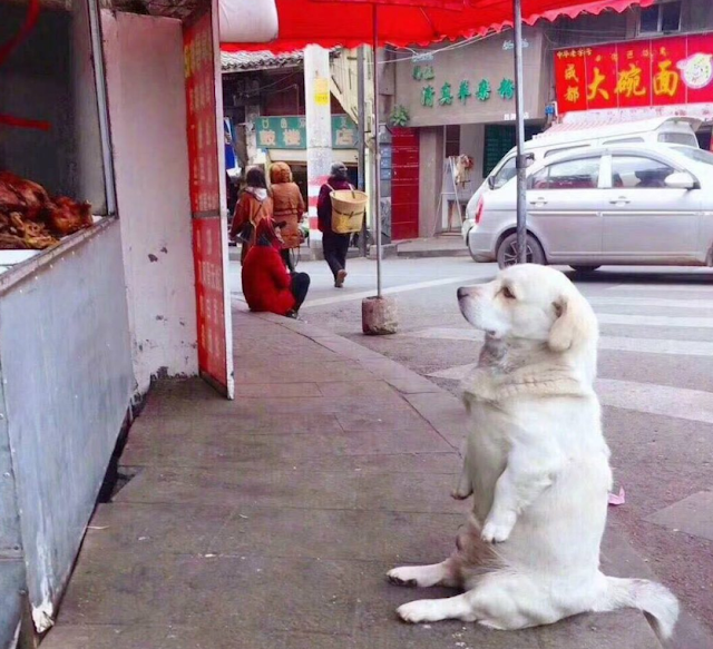 A short-legged dog melts hearts as it patiently waits for free fried chicken from a stall
