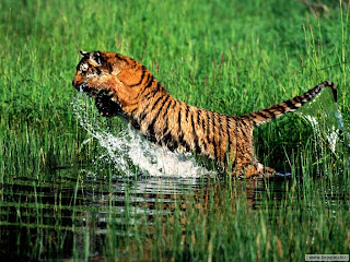 Bengal Tiger Wallpapers