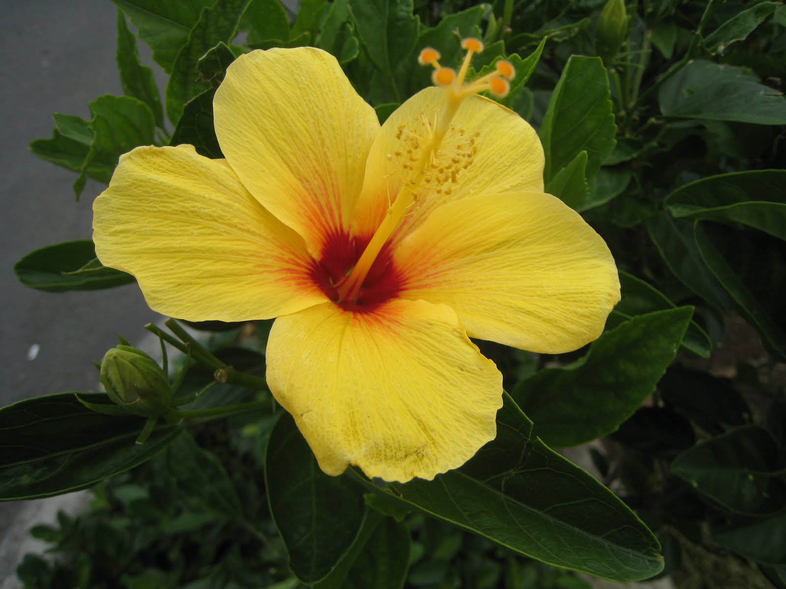 Yellow White & Purple Hawaiian Plumeria Flower Plant Florida - twiwa ...