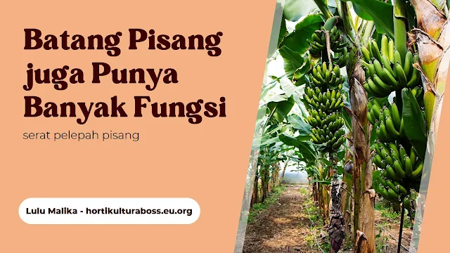 serat pelepah pisang