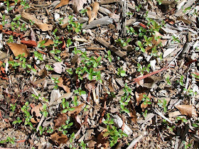 Drake Chinese Elm Seedlings in the side yard cypress mulch