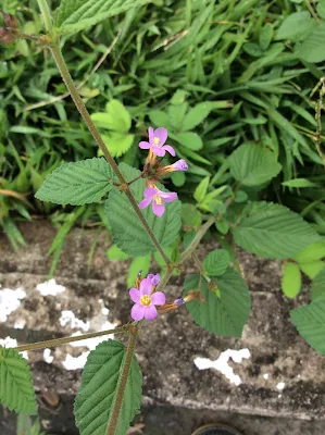 Planta tóxica - Melochia pyramidata