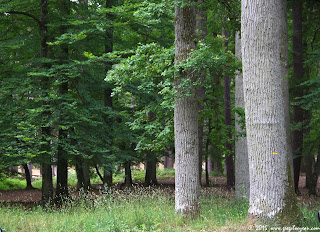 Chênaie forêt de Fontainebleau