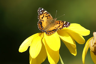 Vanessa virginiensis - Vanesse de Virginie - Papillons du Québec - Belle américaine - Vanesse des perlières