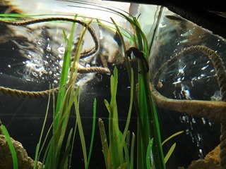 2016.05.01-055 hippocampes